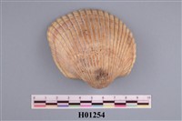 藏品(船蛤)的圖片